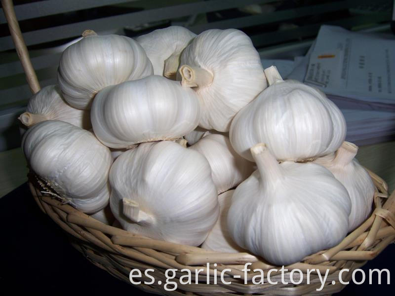 Fresh Garlic